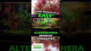 ALTERNANTHERA REINECKII quotVARIEGATEDquot 56 INCHES OUR 1 SELLING AQUARIUM PLANT Shop Now [upl. by Becca]