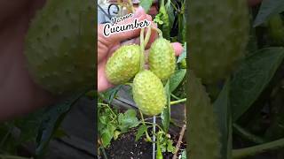 Maroon Cucumber 🥒😱 shorts satisfying fruit garden enjoy fruitcutting wow [upl. by Concoff92]