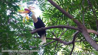 Knobbed Hornbill [upl. by Yeargain780]