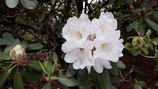 Late flowering rhododendrons  Caerhays Estate [upl. by Rustin438]