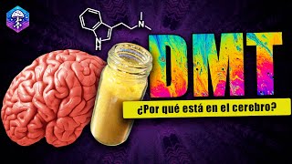 DMT 🧠 ¿El neurotransmisor de la conciencia [upl. by Bergstein]