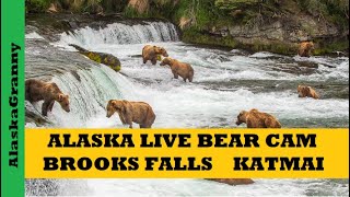 Alaska Brown Bears Live Bear Cam  Brooks Falls Katmai Bear Cam Alaska [upl. by Panter]