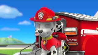 Paw Patrol Character Spotlight  Marshall [upl. by Hiltan]