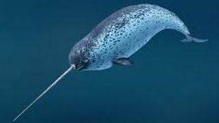 Нарвал  Narwhal Энциклопедия животных [upl. by Evars]