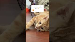 Cute ginger tabby kitten playing in dustbin  Cute Funny Cat Videos catlovers cutekitty tabbycat [upl. by Perlman]