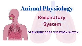 Animal Physiology  Respiratory system  Structure of Respiratory system [upl. by Aivyls764]