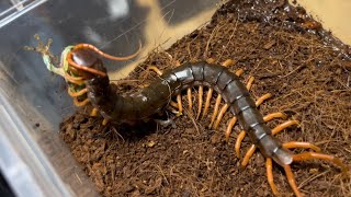 베트남 자이언트 센티페드 “오렌지렉” 청개구리 피딩  Scolopendra subspinipes dehaani quotOrange legsquot feeding treefrog  베자센 [upl. by Hutchinson]