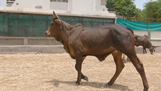 All Cows Detail  Best Kankrej Breeder  Jayram Bhai Desai 👍 [upl. by Alleacim418]