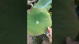 Water droplet on lotus leaves gardening lotus [upl. by Photima994]