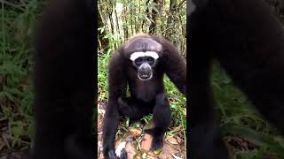 Gibbon call the Jigri Friend 😀naturelife gibbon funnyvideo [upl. by Airpal687]