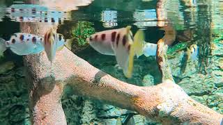 Shoal of banded archerfish Toxotes jaculatrix in the mangrove exhibit at Poema del Mar Aquarium [upl. by Assadah]