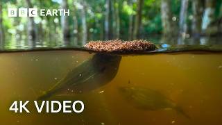 Fire Ants Build a Living Raft  A Perfect Planet  BBC Earth [upl. by Baylor566]