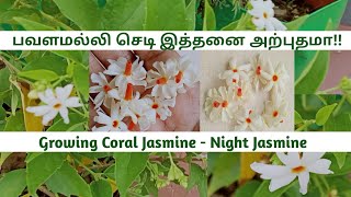 பவளமல்லி வளர்ப்புGrowing Coral Jasmineparijatnight JasmineHarshingarShiulipavalamalligardenin [upl. by Jb506]