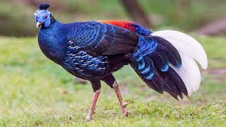 Crested fireback pheasant Lophura ignita  pair  male  female  sound  call  song  voice [upl. by Agnot564]