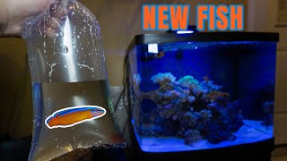 Getting A NEON DOTTYBACK For My SALTWATER TANK [upl. by Marra]