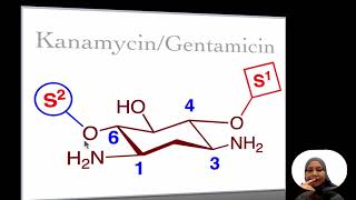 17241E Aminoglycosides [upl. by Mia]