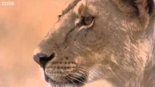 Lioness vs Cheetah  Big Cat Diary  BBC [upl. by Lleraj]