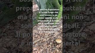 Il Porcino Esploratore porcini boletus mushroom funghi nature forest [upl. by Eiramnwad]