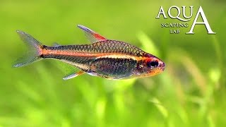 Aquascaping Lab  Hemigrammus Erythrozonus Glowlight Tetra fish description fact info [upl. by Anneyehc]