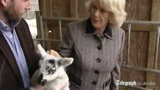 Camilla Duchess of Cornwall visits Jaimes Farm [upl. by Franza]