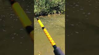 Salmon run Salmon fishing canada 🇨🇦 amazing fishing foryou river fishing unbelievable [upl. by Gram573]