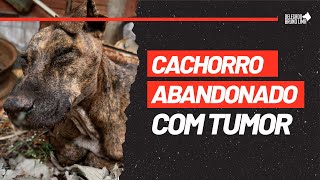 Cachorro abandonado em local INSALUBRE em Americana [upl. by Odama]