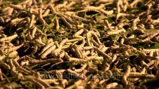 Sericulture or silk worm rearing in Karnataka [upl. by Acinnej]