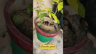 Chandni ka plant garden plants [upl. by Ginder]