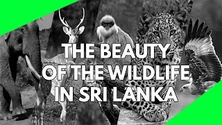 Wildlife Documentary Explore the wildlife of Sri Lanka Beautiful video of the nature and wildlife [upl. by Lietman]