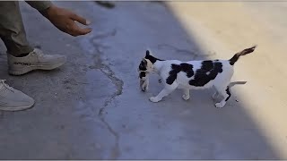 Watch What This Stray Cat Did After I Fed Her An Unbelievable Surprise [upl. by Anawqahs]