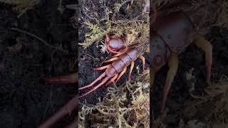 Giant Centipede Scolopendra Dehaani sp Flame Legs eating a cricket Singapore [upl. by Kalman939]