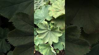 Alchemilla mollis  Garden Ladysmantle scientificname plants [upl. by Cornwell245]