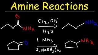 Amine Synthesis Reactions [upl. by Frentz]