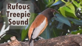 Rufous treepie sound  Treepie call  Common urban bird call IndianBirdVideos [upl. by Ttezzil]