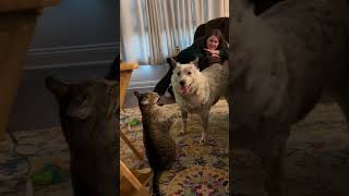 Funny Cat Momentscat catsanimals animalsfypfunnyvideos [upl. by Welch]