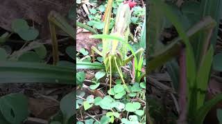 Grasshopper nature denglish កណ្តូប [upl. by Akram]