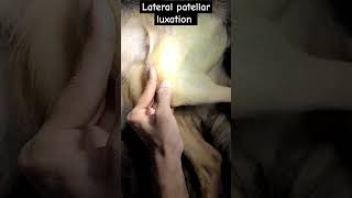 Lateral patellar luxation in caninepatellarluxationtwrsvetjunction dogsurgerydoggo [upl. by Nagah330]