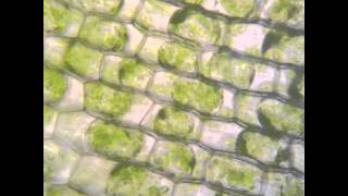 Osmosis in Elodea  with some details [upl. by Basham524]