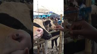 Cow market shorts cow trending [upl. by Nim433]