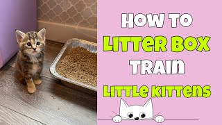 How to Litter Box Train Little Kittens 🐱 [upl. by Philomena]