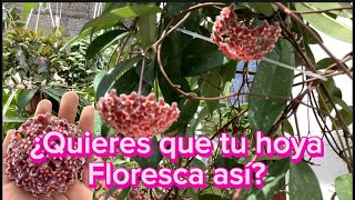 Secretos para tener una hoya llena de floraciones☺️Te cuento cómo hacerlo😊 [upl. by Ecinehs]