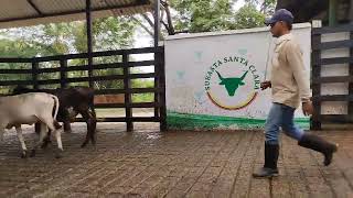 LOTE 146 feria 54 subasta Santa Clara [upl. by Adahs]