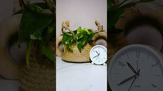 Pothos houseplant timelapse 🍃 26 hours in 3 minutes 🍃 [upl. by Solotsopa]