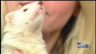 Deyoung Family Zoo Slinky the Ferret [upl. by Llerahs]