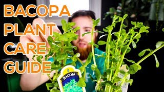 BACOPA MONNIERI MONEYWORT BACOPA CAROLINIANA  AQUARIUM STEM PLANT GUIDE [upl. by Irrot]