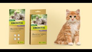 Everything You Wanted to Know about Drontal Allwormer Tablets for Cats  DiscountPetCare [upl. by Wall]