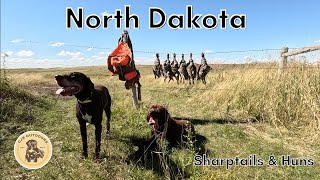 North Dakota Sharptail amp Huns Part 2 [upl. by Chladek185]