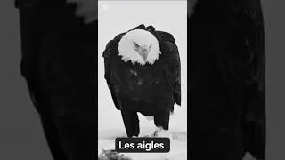 LES AIGLES [upl. by Jammal]