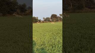 Deer sounds to attract 🦌 deer sounds Imran Ke vlog [upl. by Bevan]