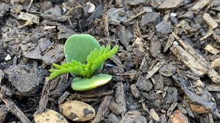 How to grow a Vachellia erioloba camel thorn tree from seed [upl. by Sucramed]